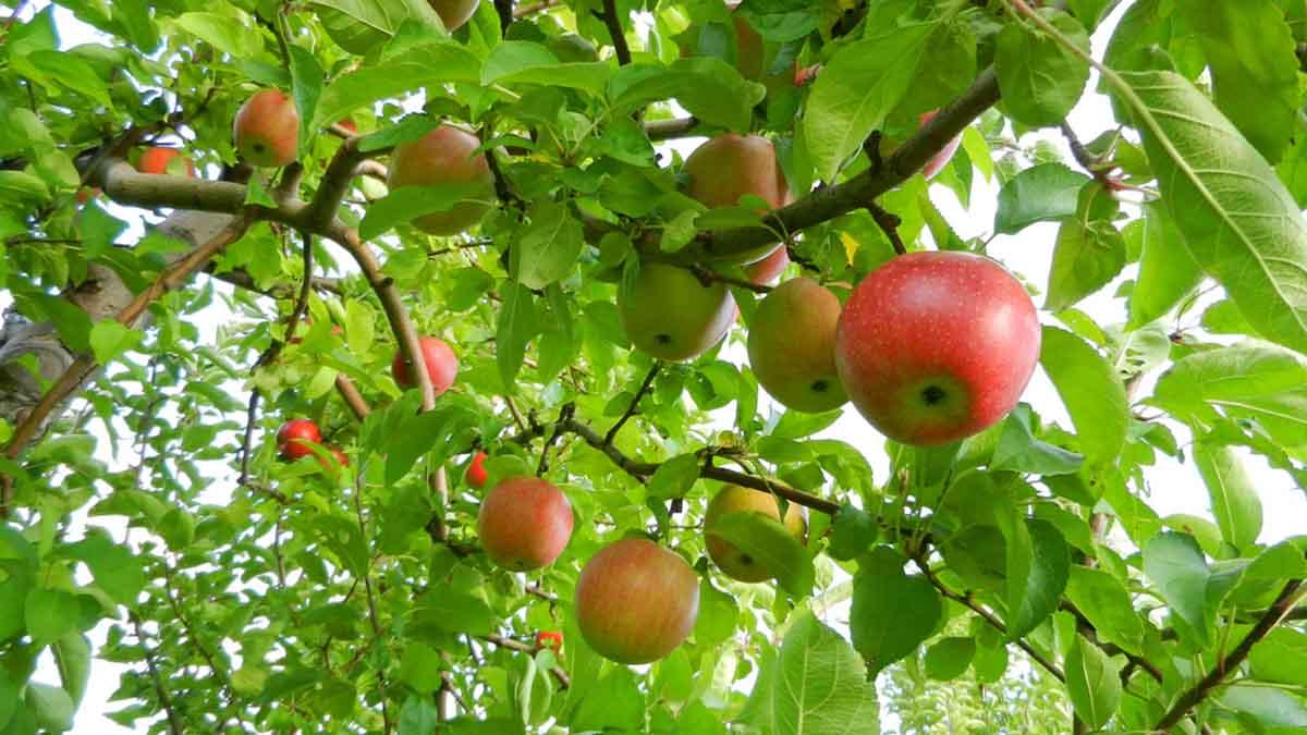 red apple trees
