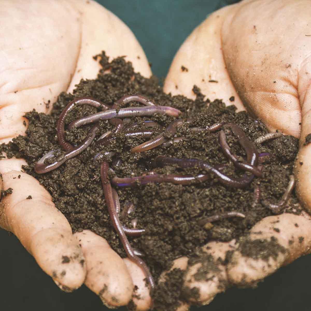 园丁的手握着泥土和蚯蚓.