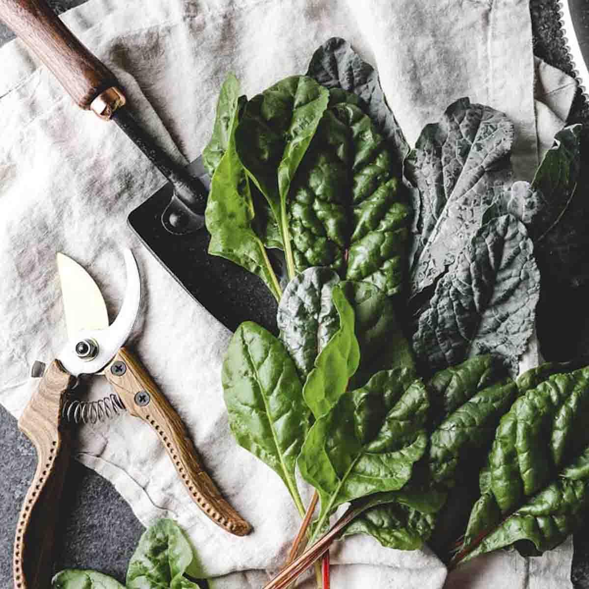 一系列园艺工具与新鲜切菠菜.