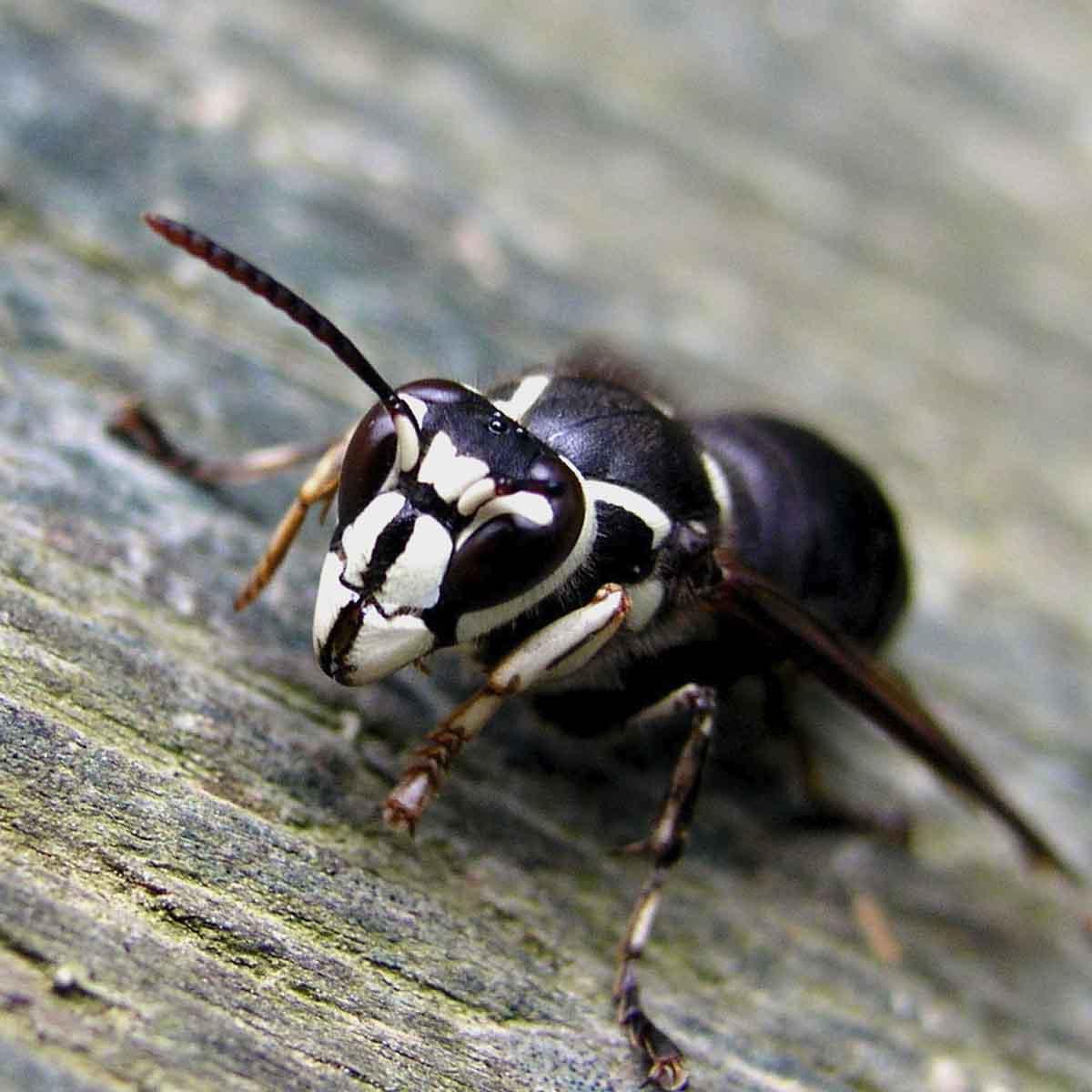 A black and white bald faced hornet