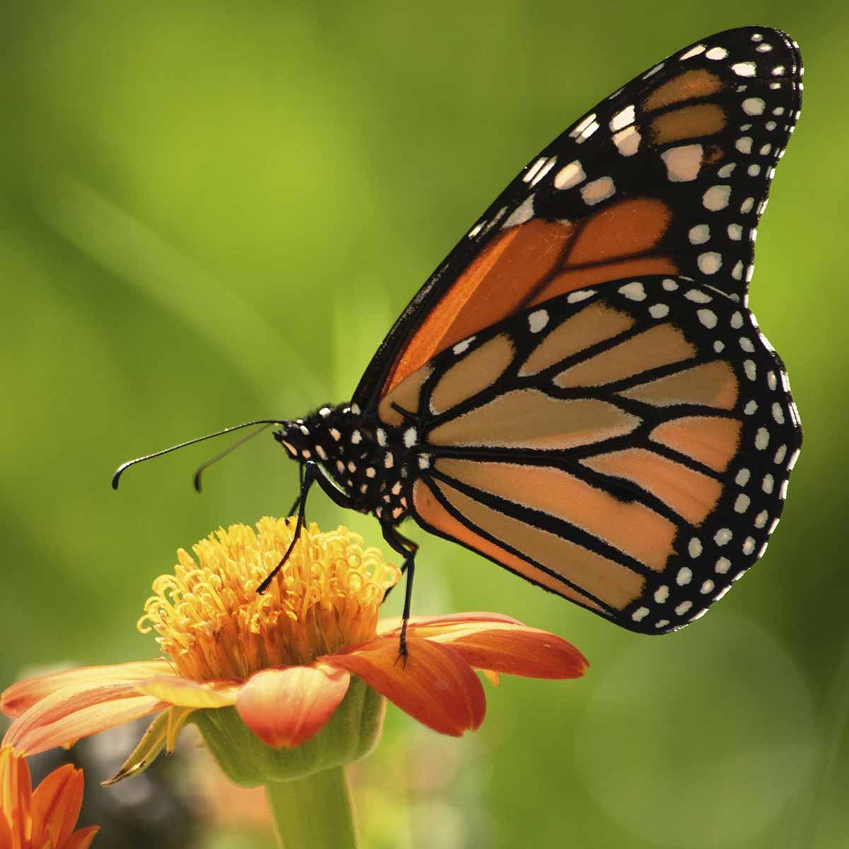 A orange, black, with white spots butterfly on flower