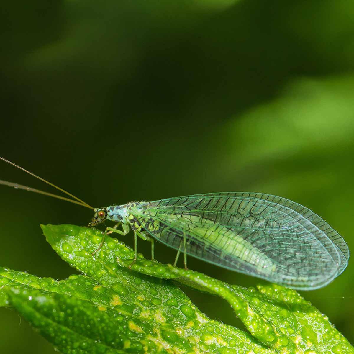 A green lacewing on leaf
