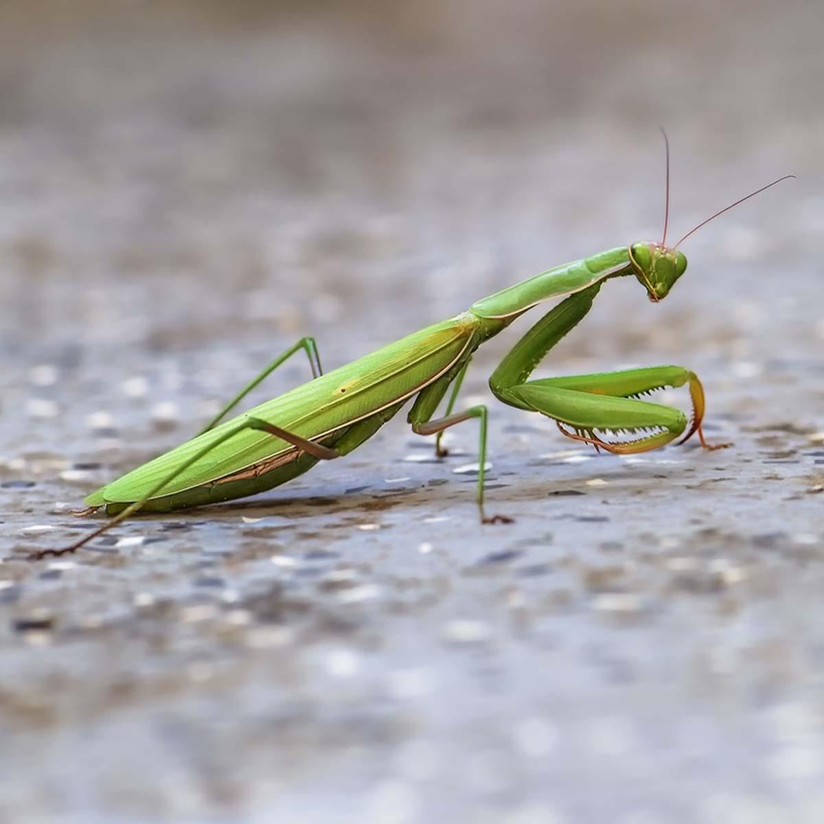 一只绿色螳螂