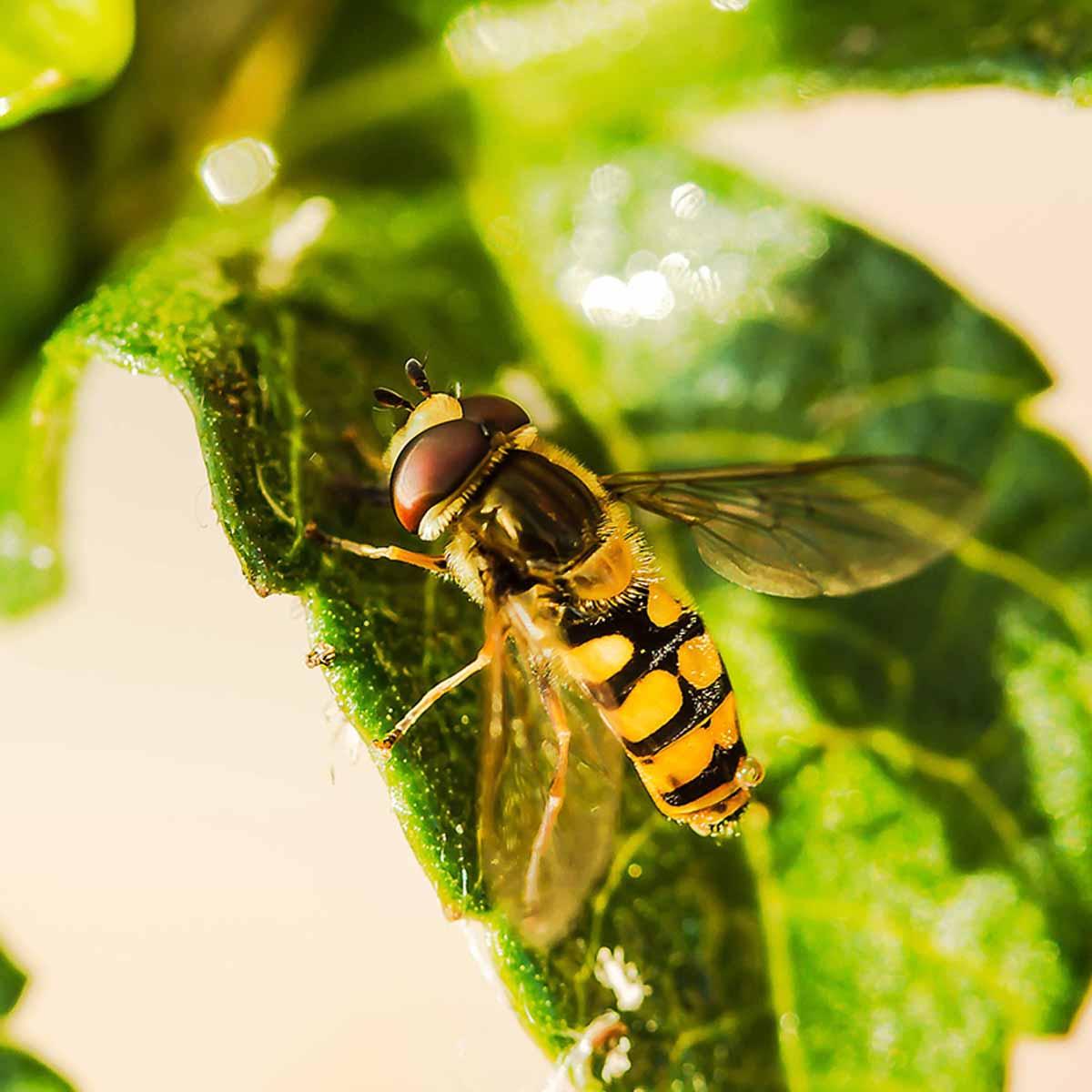 A yellow, black syrphid fly on leaf